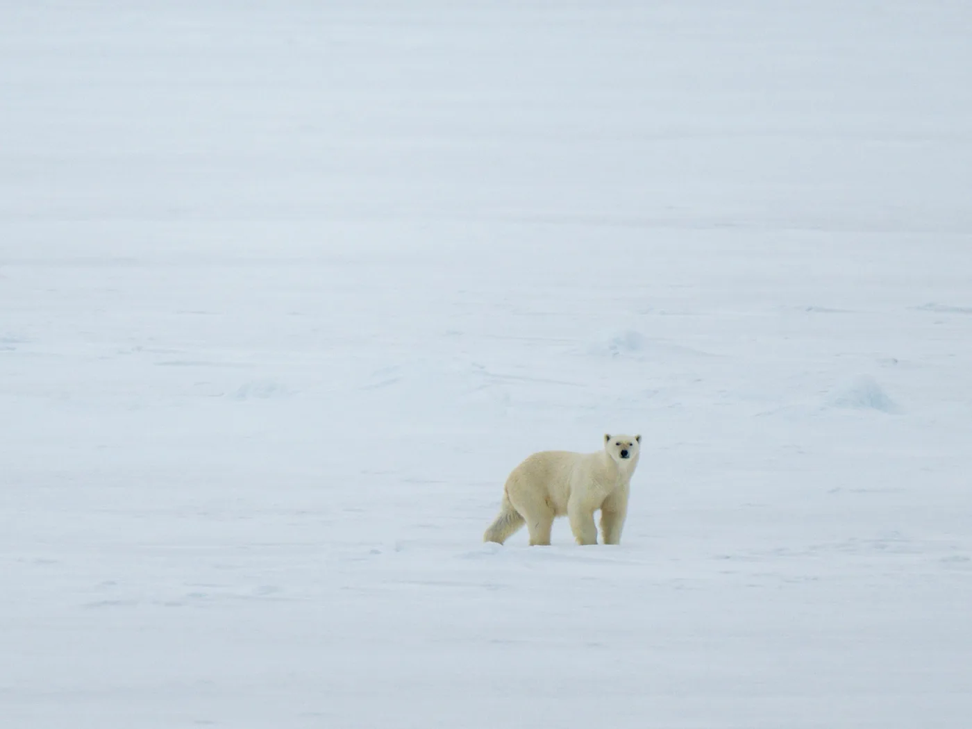 Polar bear walking on melting pack ice